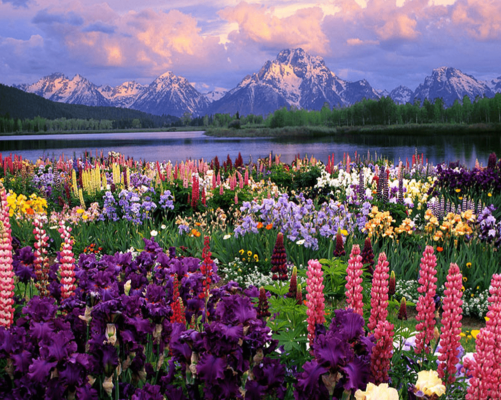 Górskie Kwiaty