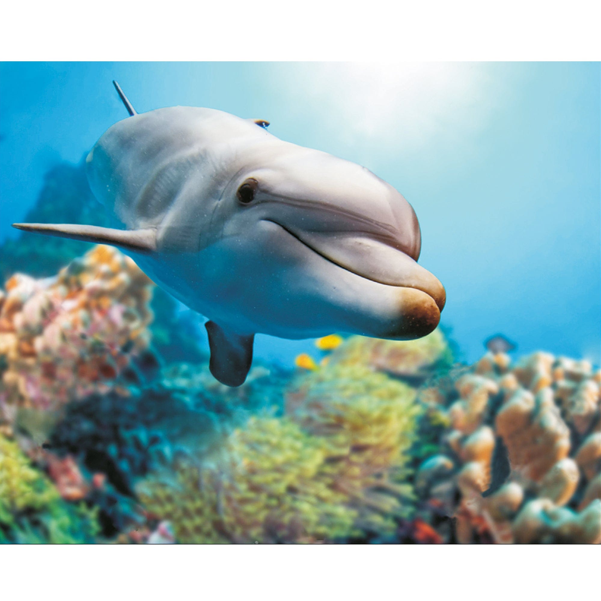 Mozaika - Uśmiechnięty delfin - 40x50cm Na Ramę